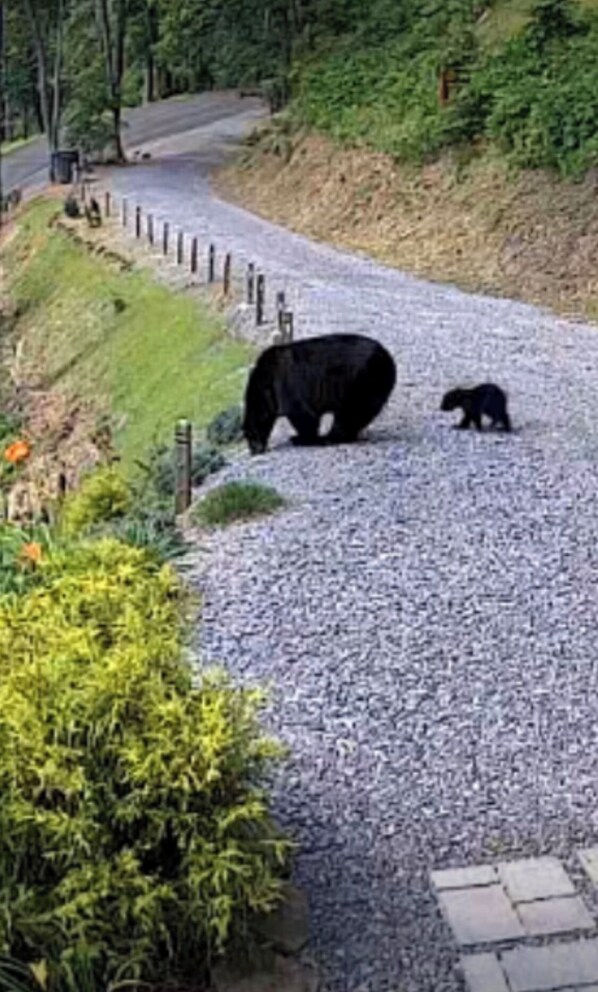Un sendero de grava con un oso negro y su cachorro.