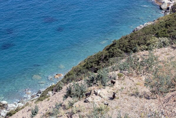 A coastal landscape with rocky terrain and sparse vegetation.