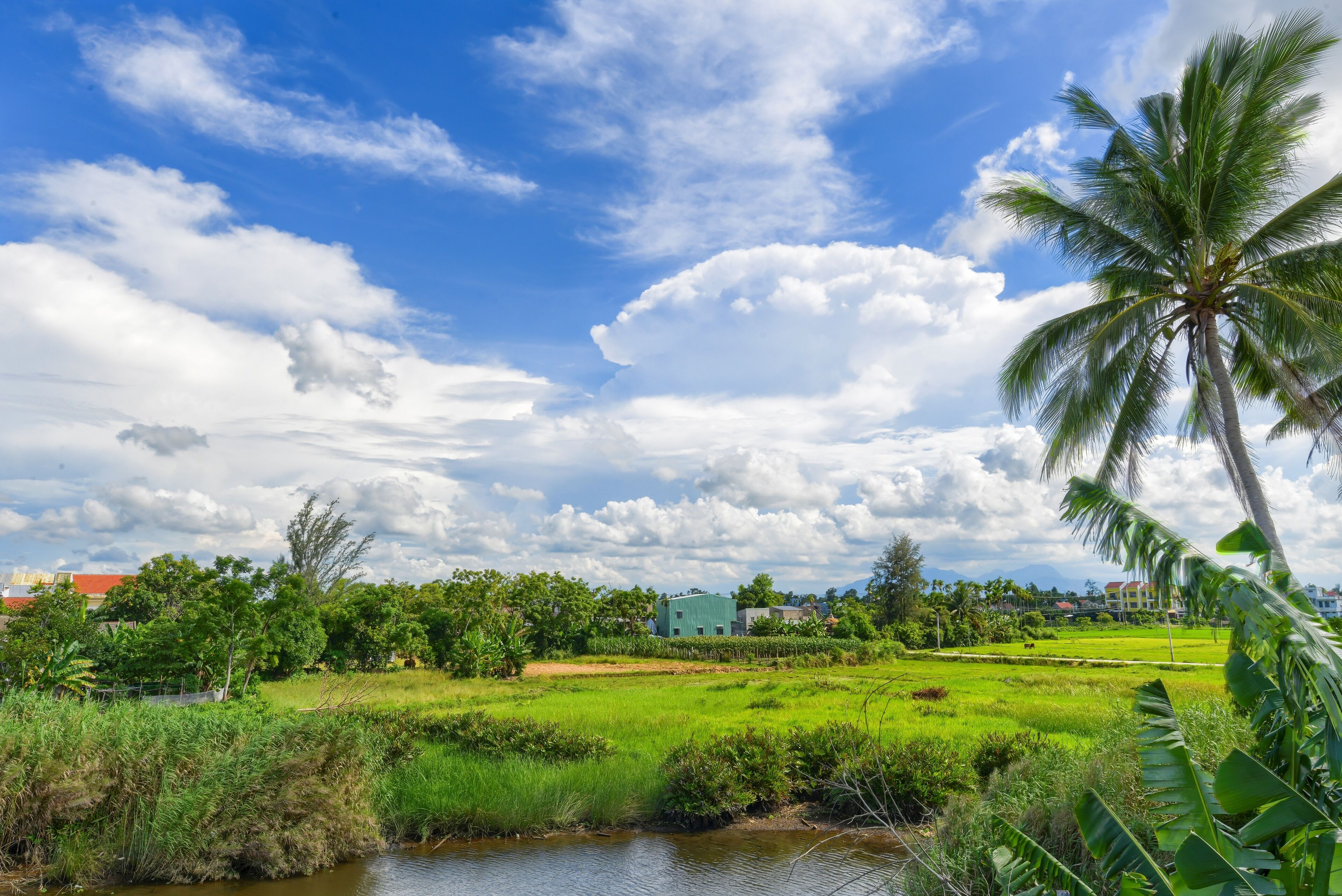 A rural landscape with a river, green fields, and a palm tree.