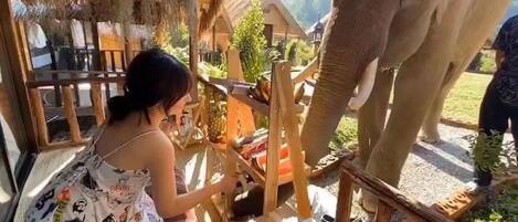 Comfort Room | Terrasse/patio