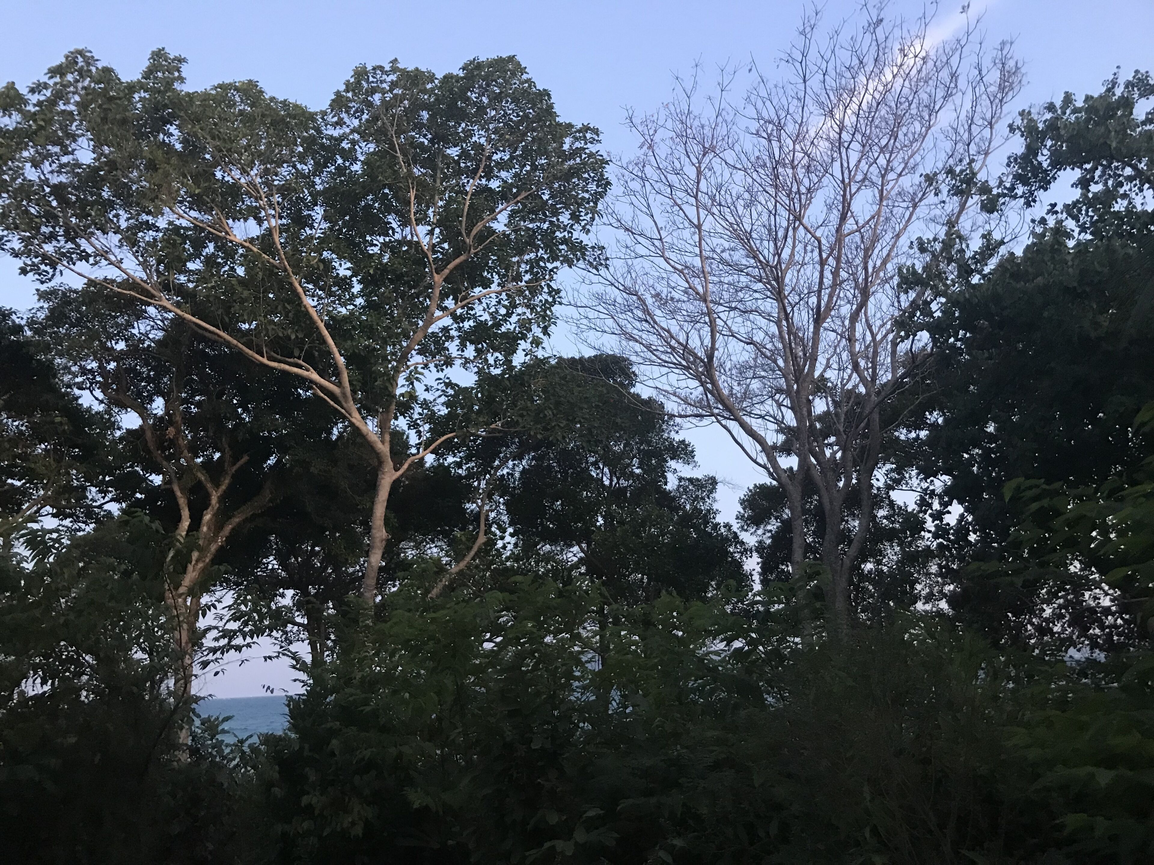 Un bosque denso con árboles altos y un cielo despejado.