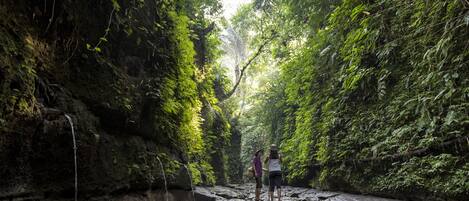 A natural rocky stream surrounded by dense green foliage.