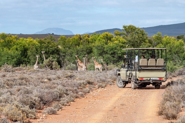 Game drive