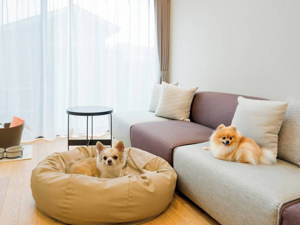 Een woonkamer met een beige hondenbed, een bank en een kleine tafel.