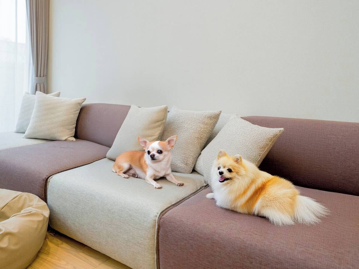 A sofa with two dogs.
