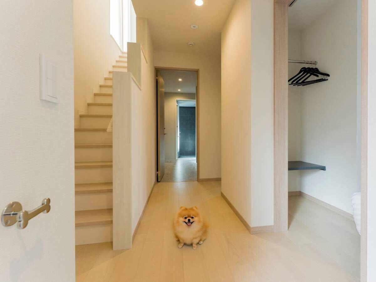 Een pomeriaan zit in een gang met een trap en een klein plankje.