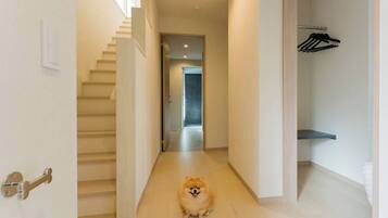Un perro pomerania sentado en un pasillo con una escalera y un estante pequeño.