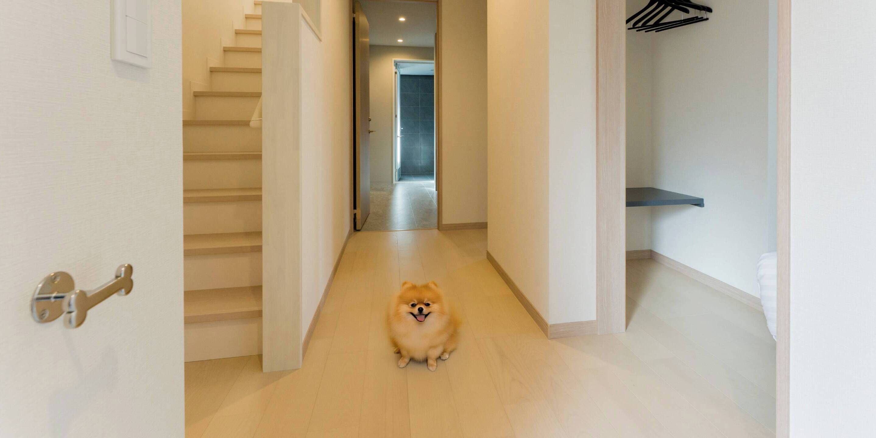 Ein Flur mit Hund, Treppe und einer Tür mit Schlüsselloch.