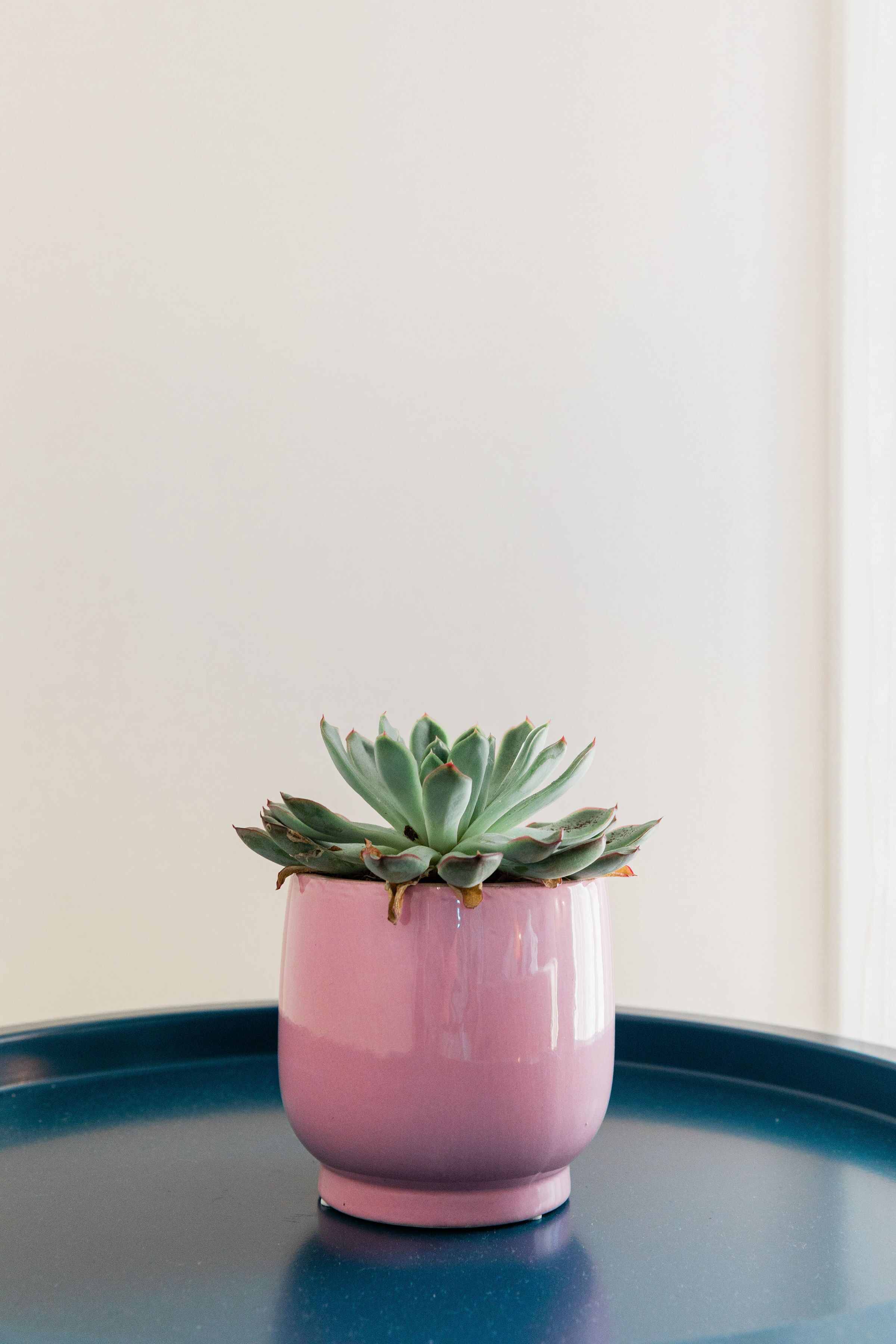 Une petite plante succulente rose, dans un pot, posée sur une table bleue devant un mur uni.