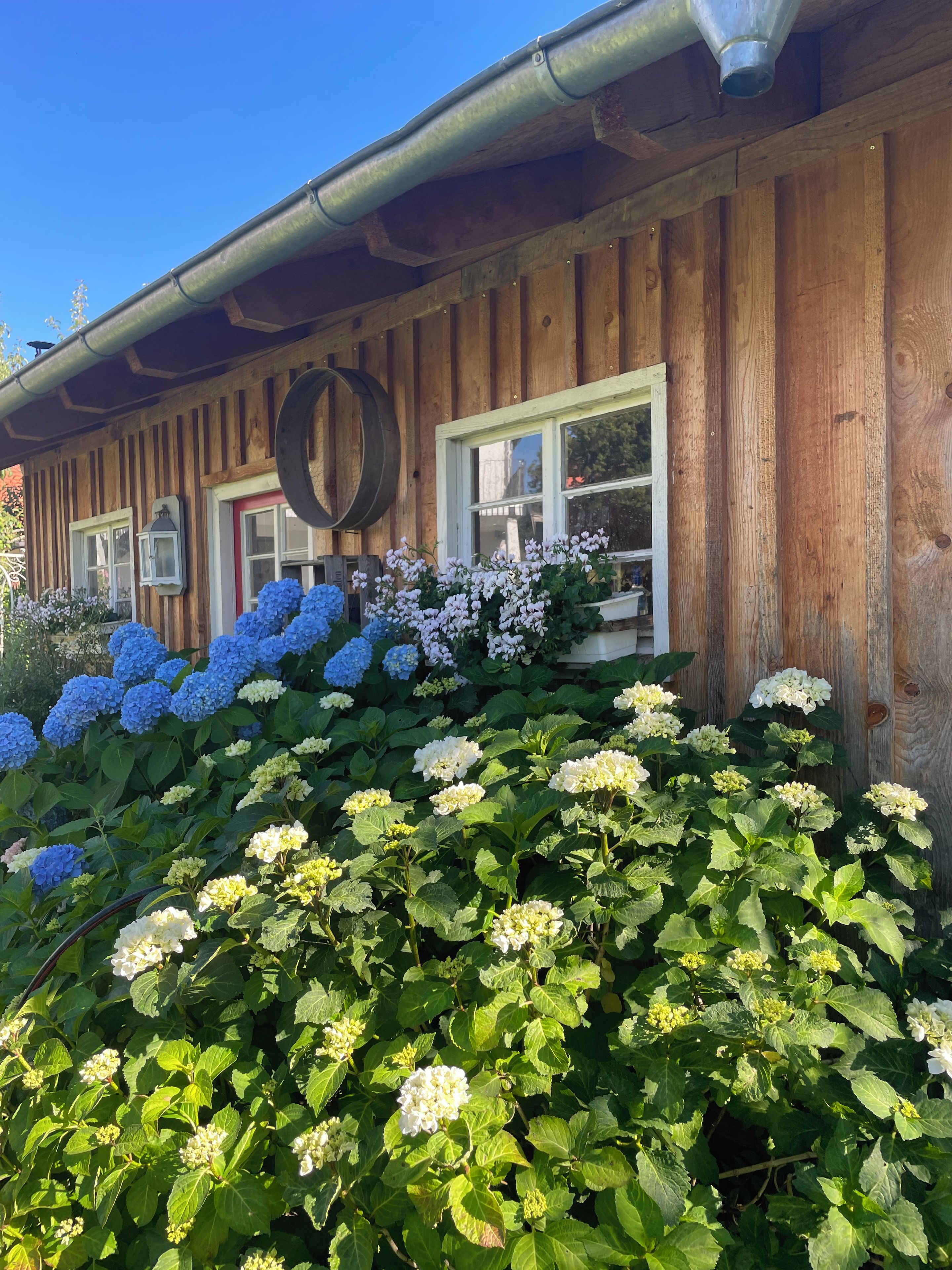 A wooden building with a window and a door, surrounded by hydrangea plants.
