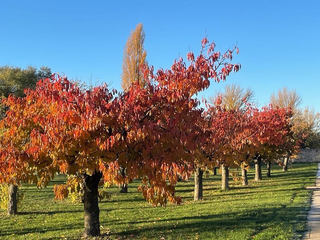 A row of trees with autumn foliage in a park setting.