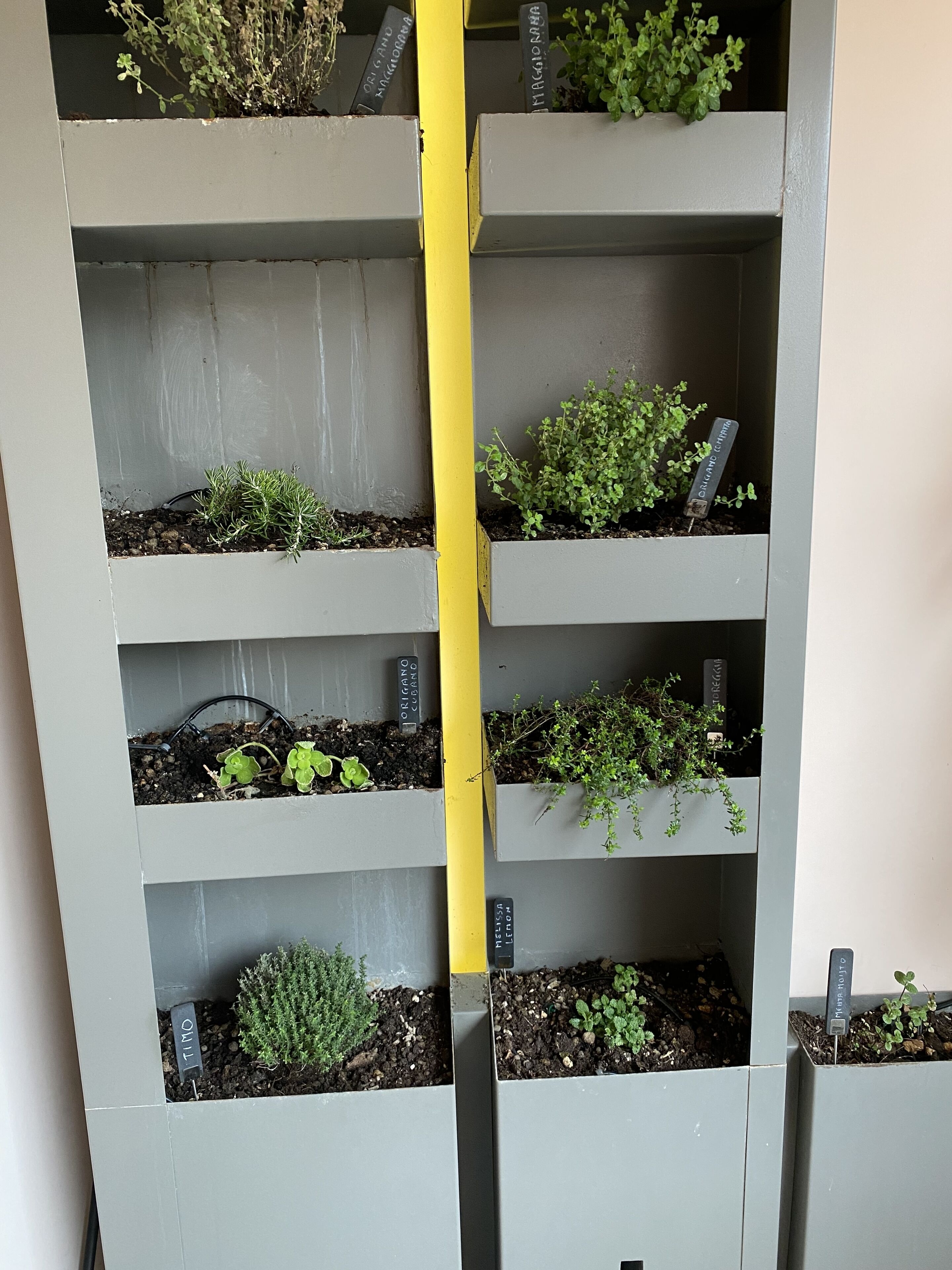 A vertical garden with labeled planters against a wall.