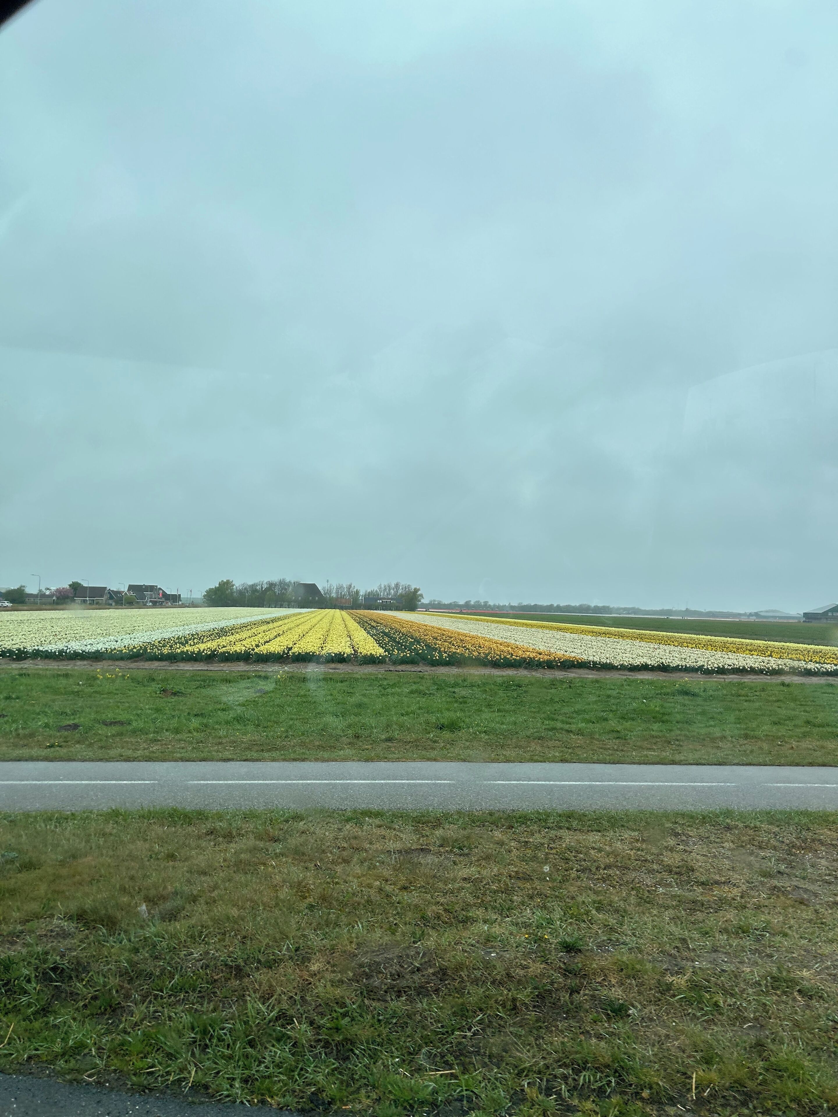 Ländliche Landschaft mit Feldern voller gelber und weißer Blumen, einer Straße und Gebäuden in der Ferne.
