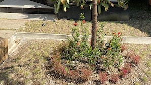 Uma casa moderna com fachada branca, varanda de madeira e um pequeno jardim com diversas plantas e uma palmeira.