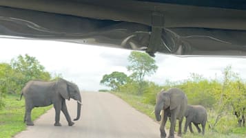 L'intérieur d'un véhicule, avec vue sur des éléphants traversant une route à l'extérieur.