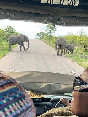 A vehicle interior with a view of elephants crossing a road outside. - Woodpeckers Guest House (Mbombela)