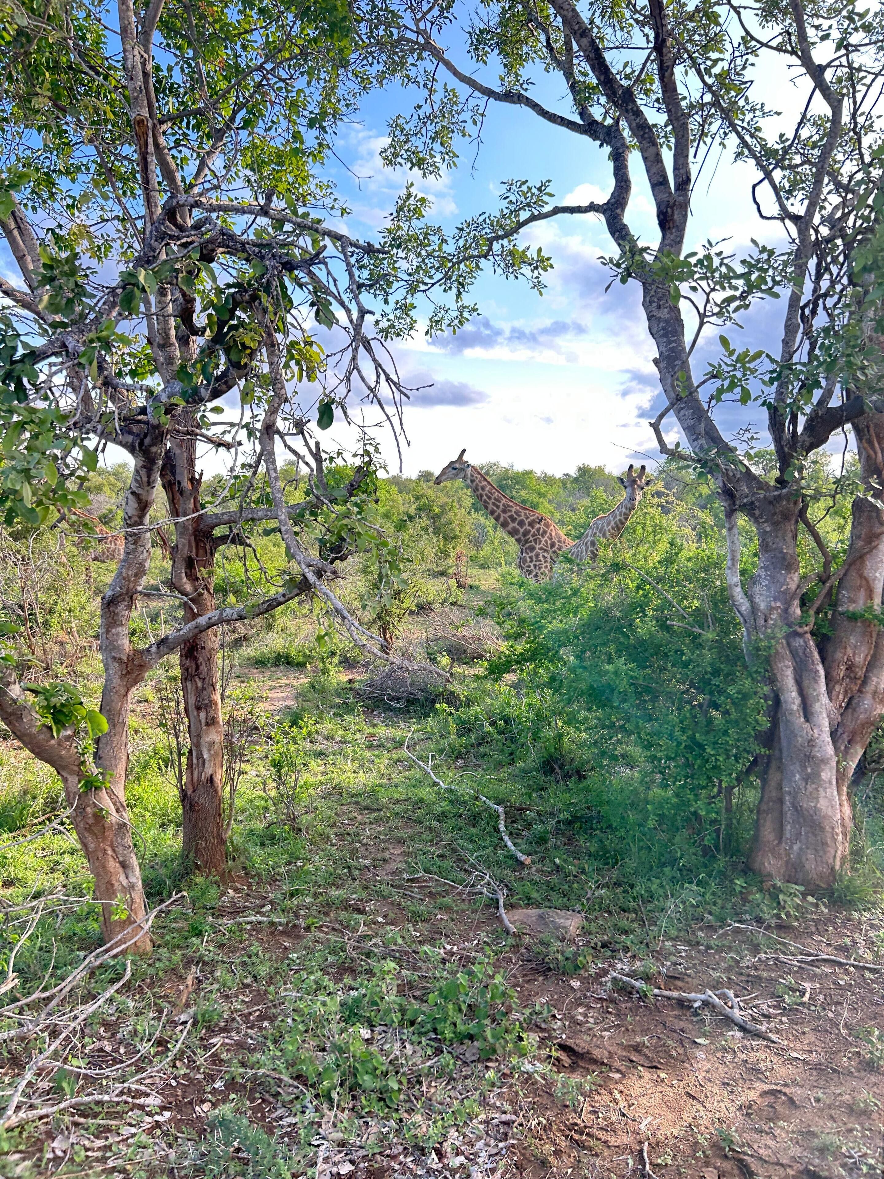 A natural landscape with trees and greenery.
