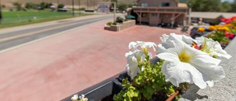 A building with a red-paved entrance, a flower bed with white flowers, and a clear blue sky with clouds.
