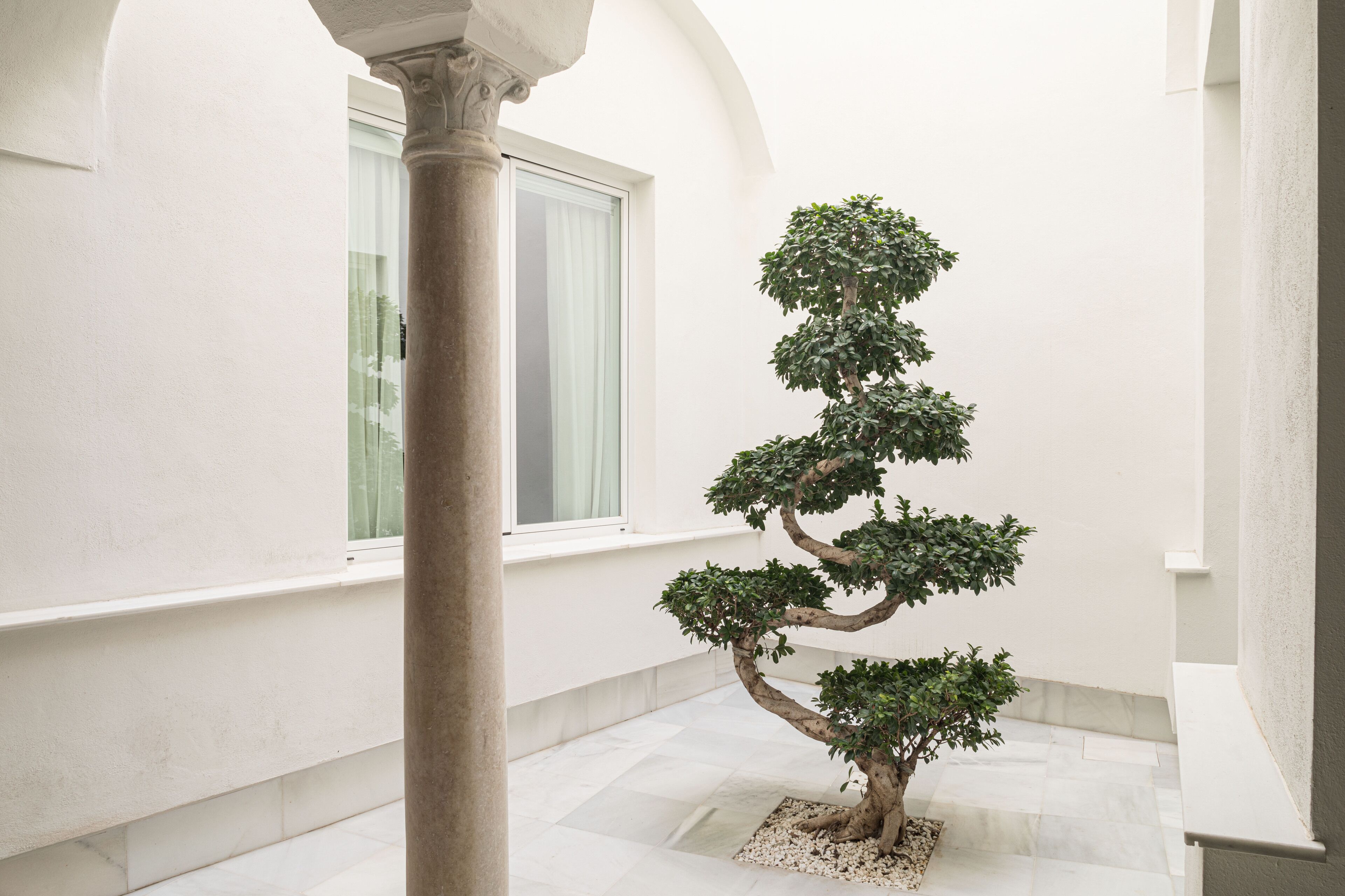 Un jardín interior minimalista con un bonsái, paredes blancas y una ventana con cortinas translúcidas.