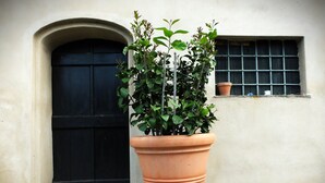 A large terracotta pot with a potted plant in front of a building with a black door and a window with a grid pattern. - La Cheta - House in the hills with garden, between Lucca and the beaches of Viareggio (Orbicciano, Camaiore)