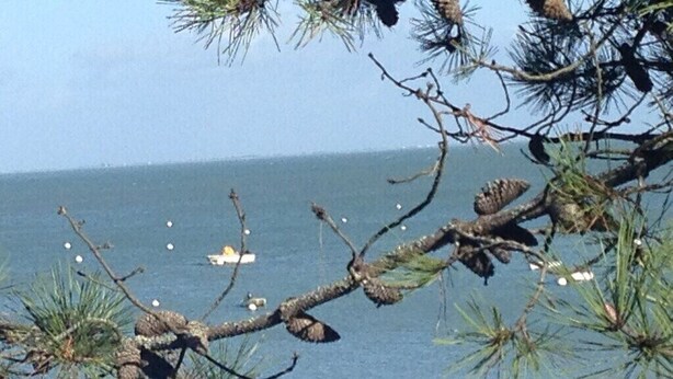 A branch of pine tree with pine cones and a view of the ocean.
