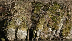 A rocky riverbank with moss-covered stones and dense foliage.
