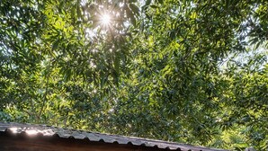 Ein hölzerner Außenbereich mit Whirlpool, überdacht mit einer Pergola, umgeben von üppiger Vegetation und einer Hängematte.
