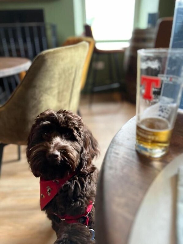 A dog sitting on a wooden table with a glass of beer and a newspaper.