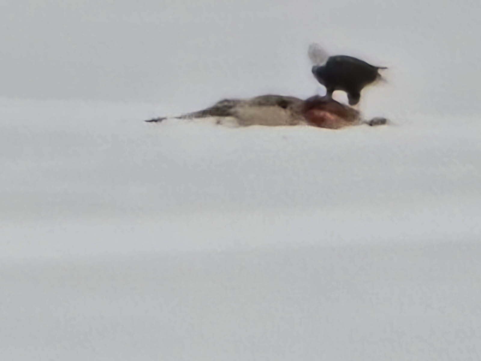 A snowy landscape with a bird perched on a rock.