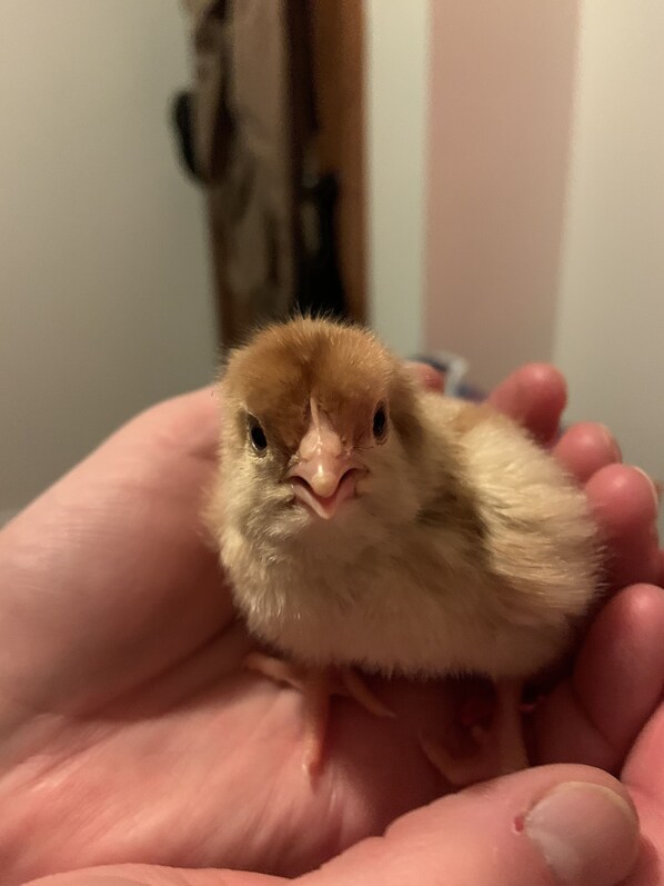 A small, fluffy chick being held in a person's hand.