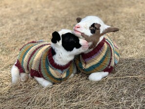 Animaux de compagnie acceptés