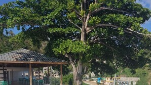 A swimming pool with white lounge chairs, a covered seating area, and a large tree in the background.