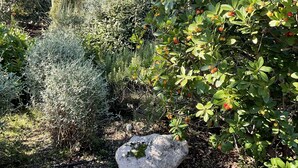 A garden with various plants and a large rock.