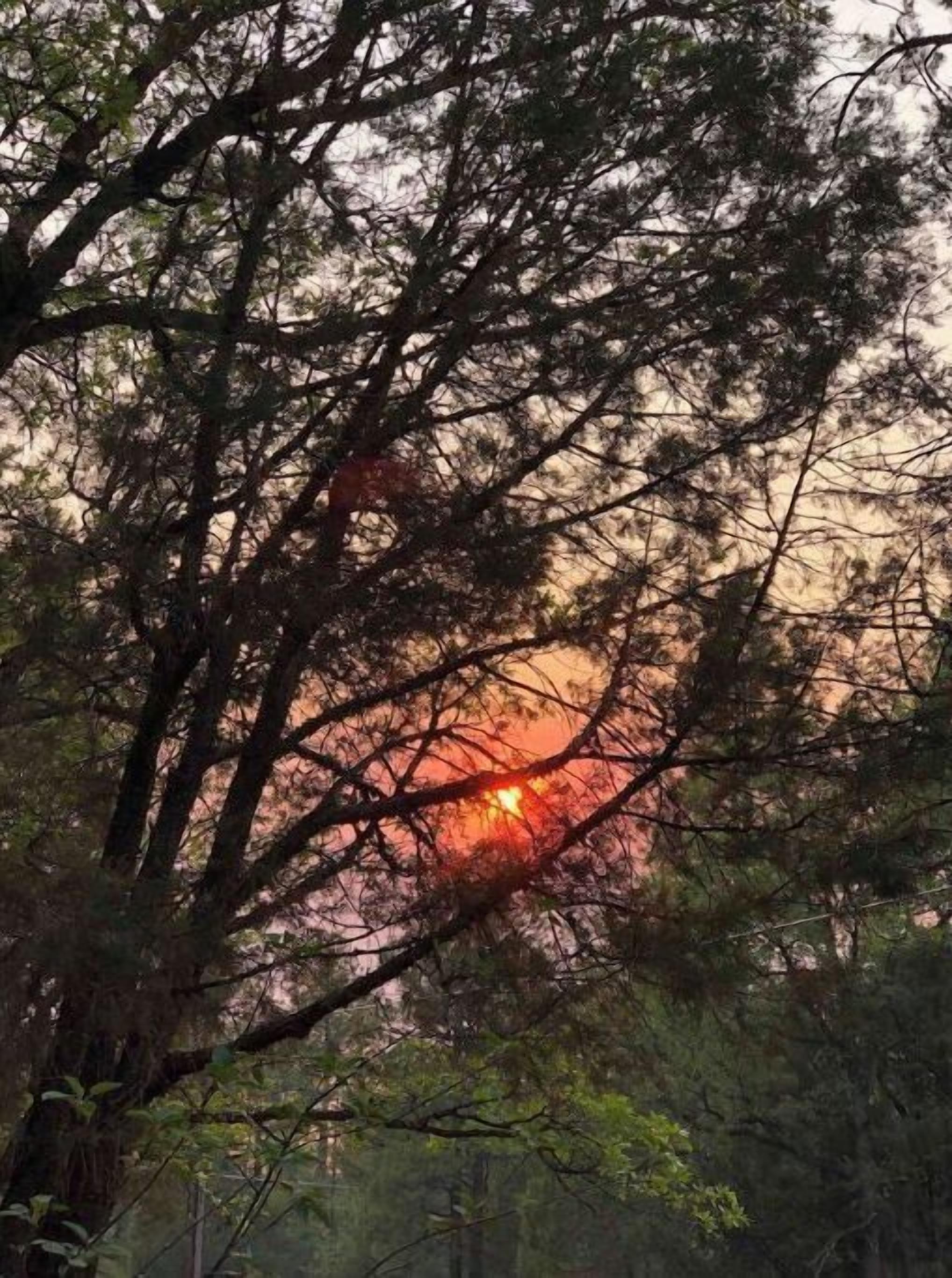A forested area with dense tree coverage and a visible sunset in the background.