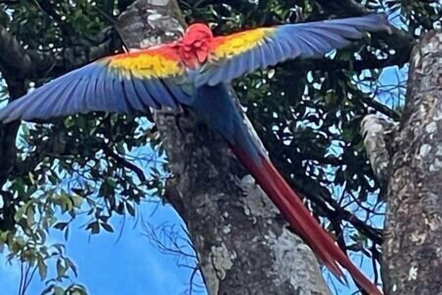 A bird in flight with a long red tail and blue wings.