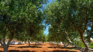 Une oliveraie avec des rangées d’arbres et un sol en terre battue.