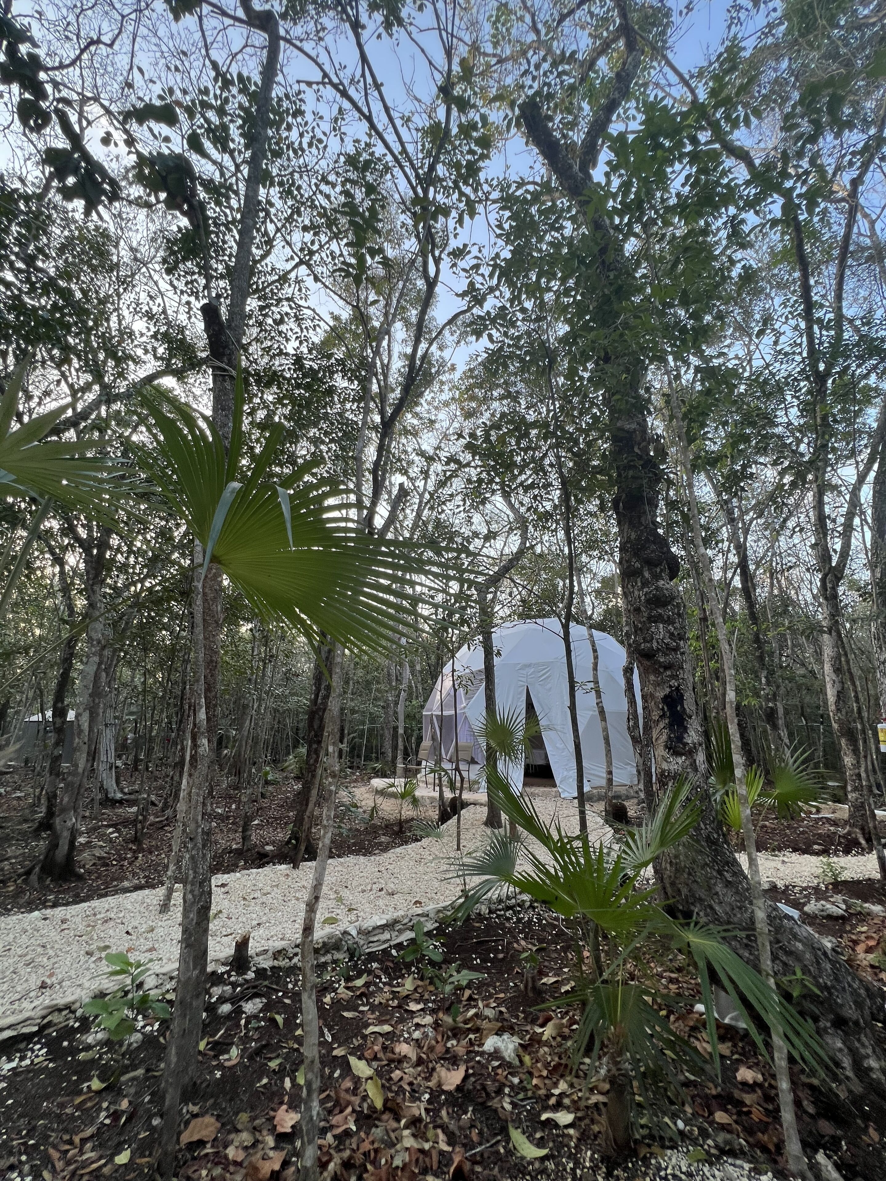 A forested area with a white tent-like structure surrounded by trees and a sandy ground.