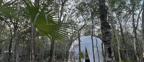 A forested area with a white tent-like structure surrounded by trees and a sandy ground.