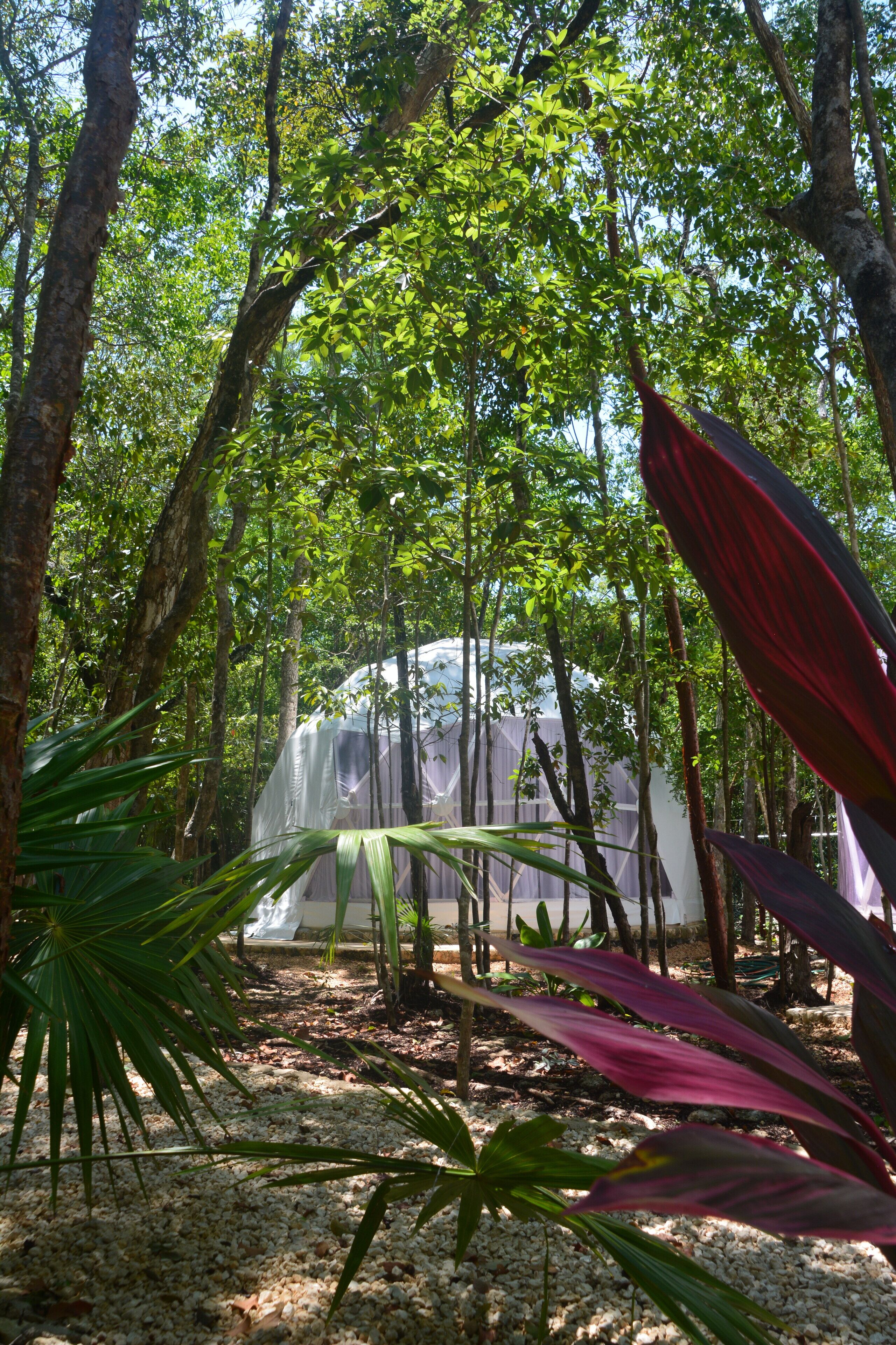 A tent in a forested area with trees and green foliage.