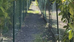 Ein Weg, der von grünen Zäunen und tropischem Grün gesäumt wird und zu einer weit entfernten Struktur führt.