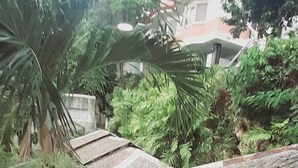 Vista de un exuberante jardín con una construcción de techo de paja, rodeado de diversas plantas y árboles.