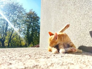 Chalet | Property grounds - Forest Haven Chalet Karpenisi (Karpenisi)