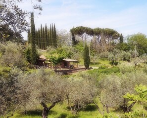 Property grounds - The Olives 4+2 p - Cottage between ancient Olive trees with nice view (Montescudaio)