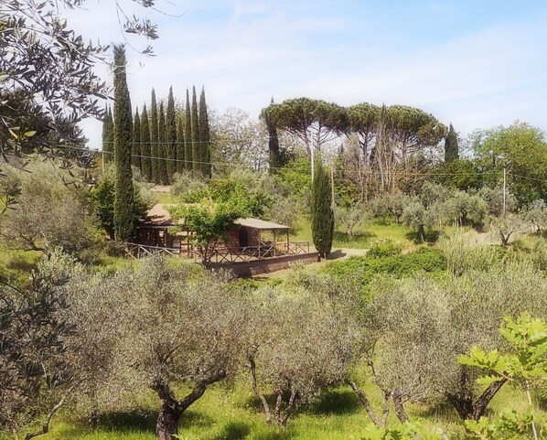 A rustic outdoor setting with a wooden structure, possibly a gazebo, surrounded by olive trees and cypress trees.