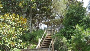 A wooden staircase surrounded by lush greenery, leading to a building. -  Lake front, with Gulf View! 10 min walk to beach. (Santa Rosa Beach)
