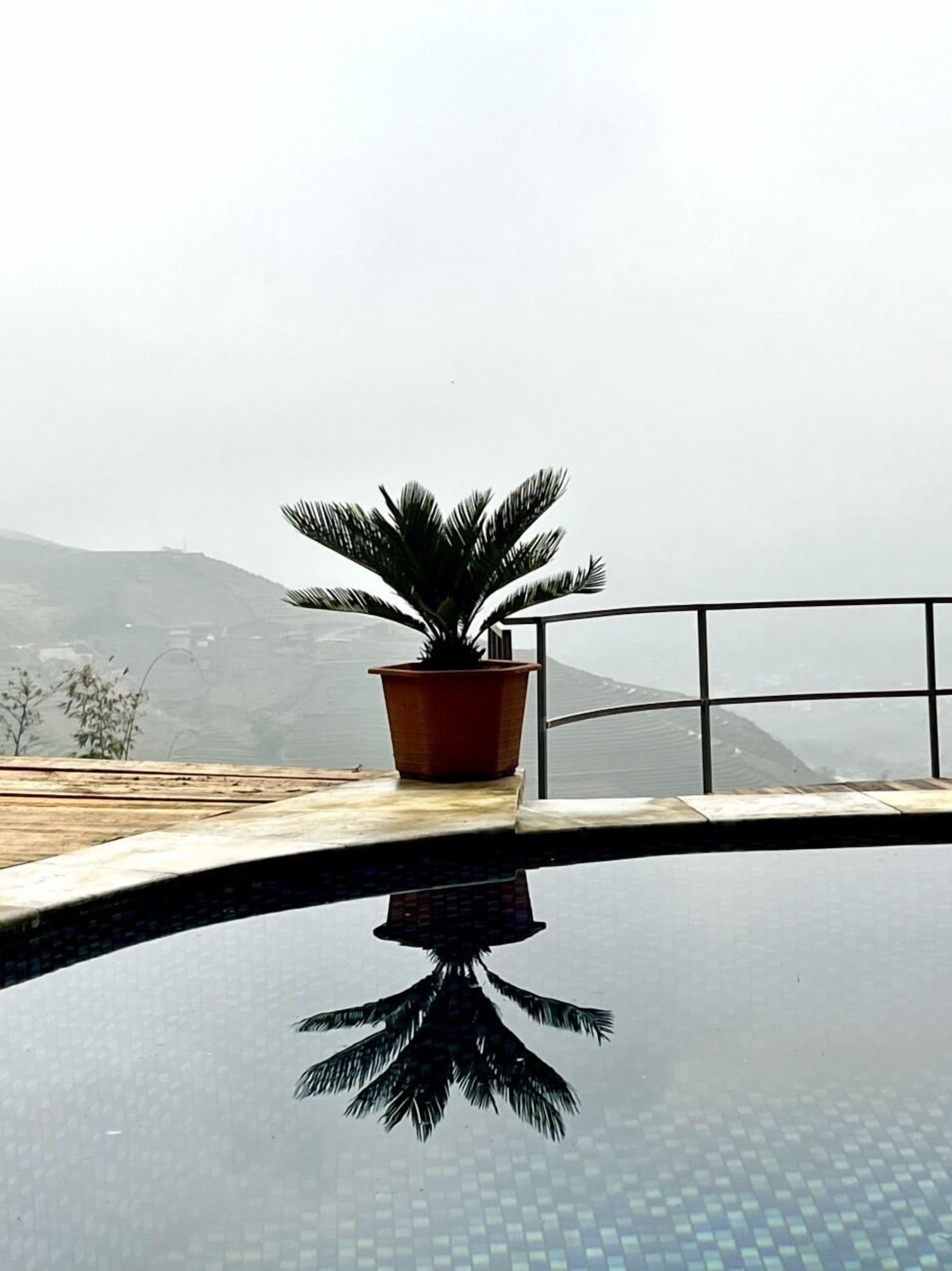 A potted plant on a balcony with a view of distant hills.