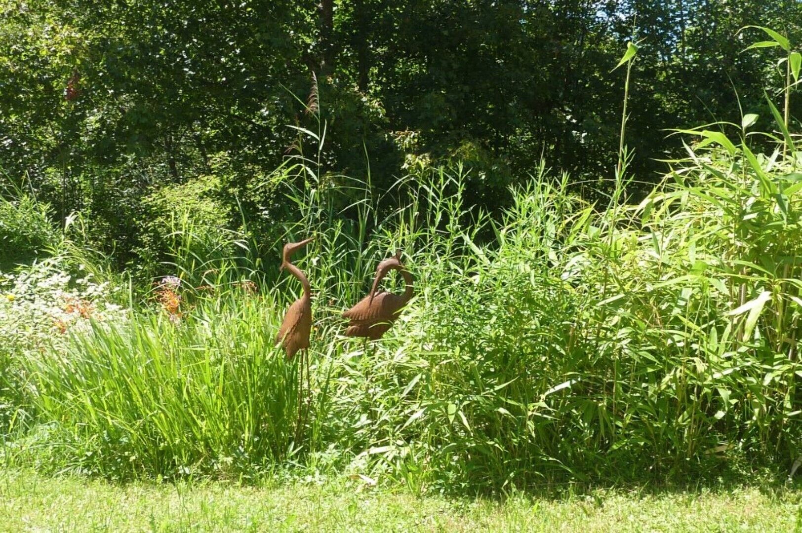 A natural outdoor setting with tall grasses and trees in the background.