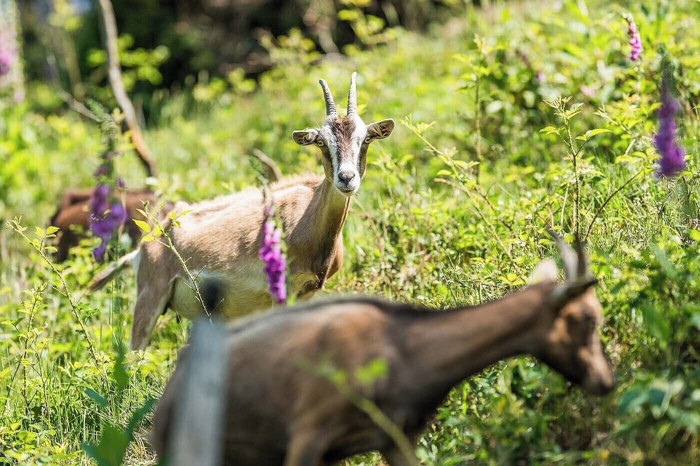 A goat in a grassy field with purple flowers.
