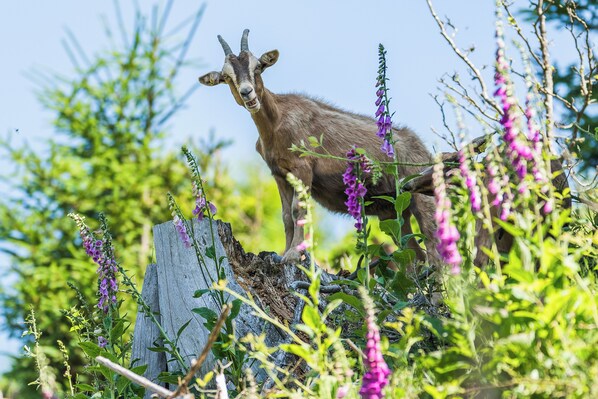 Un capra in piedi su un ceppo di legno, circondata da vegetazione e fiori viola.