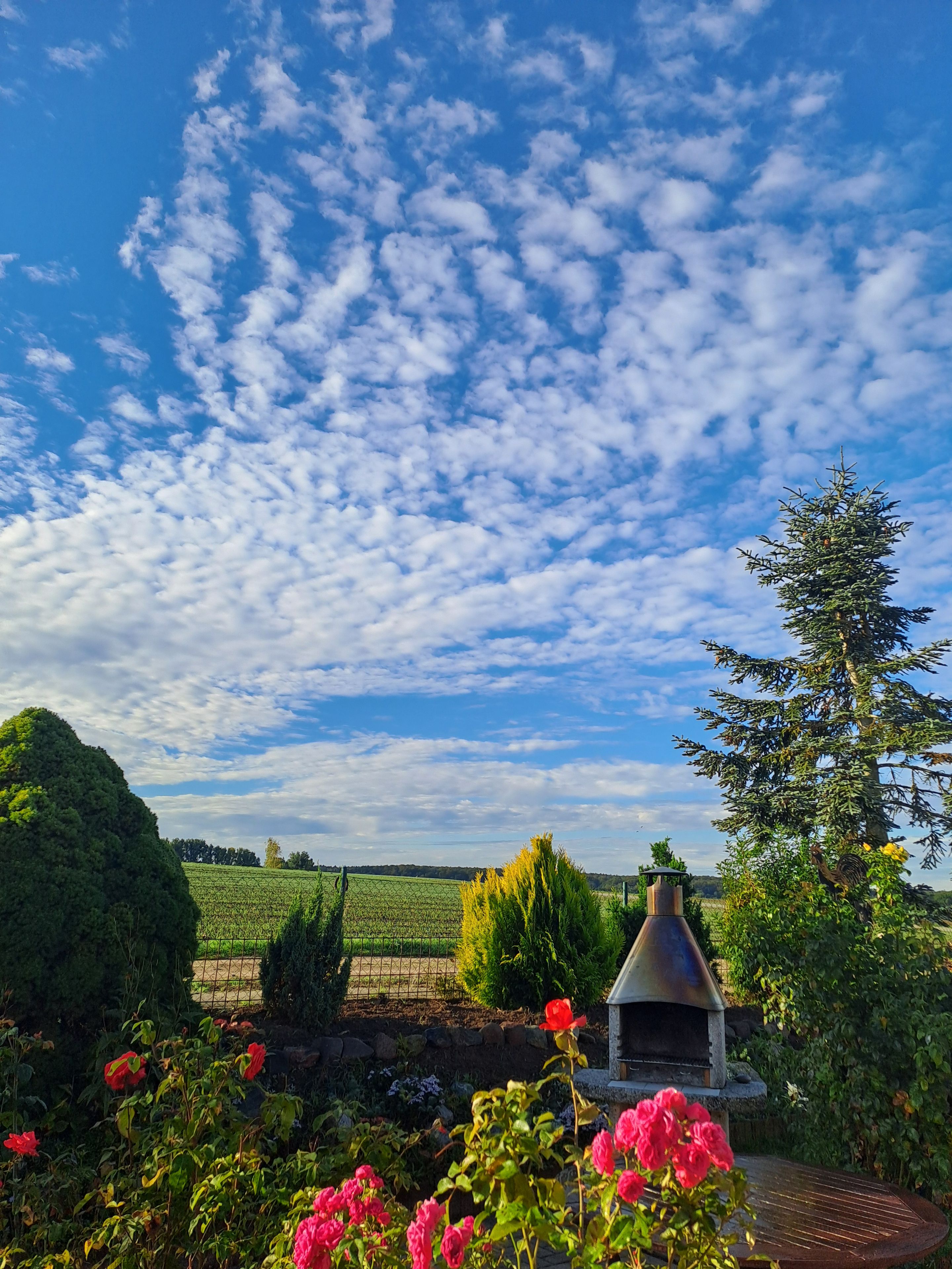 Ein Garten mit Grill, verschiedenen Pflanzen und blauem Himmel.